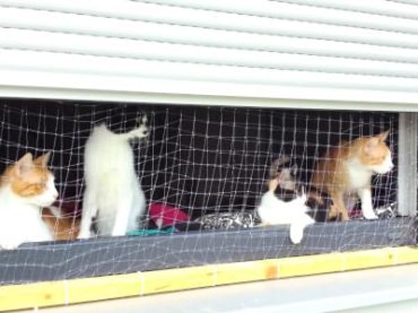 Junge Katze mit Charakter Mia