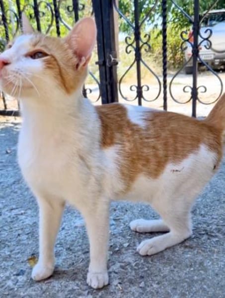 Freundlicher, junger Kater Mäx