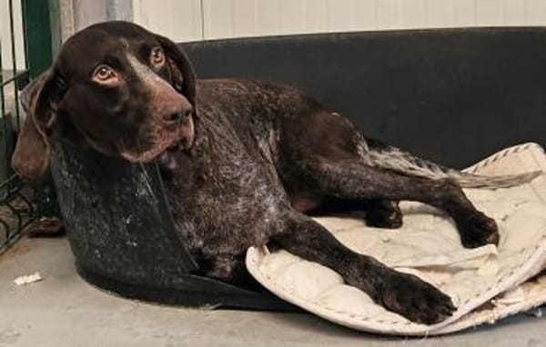 FIENCHEN - in 86980 Ingenried