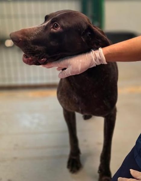 FIENCHEN - in 86980 Ingenried