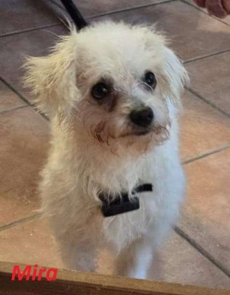 Mira in 63654 Büdingen