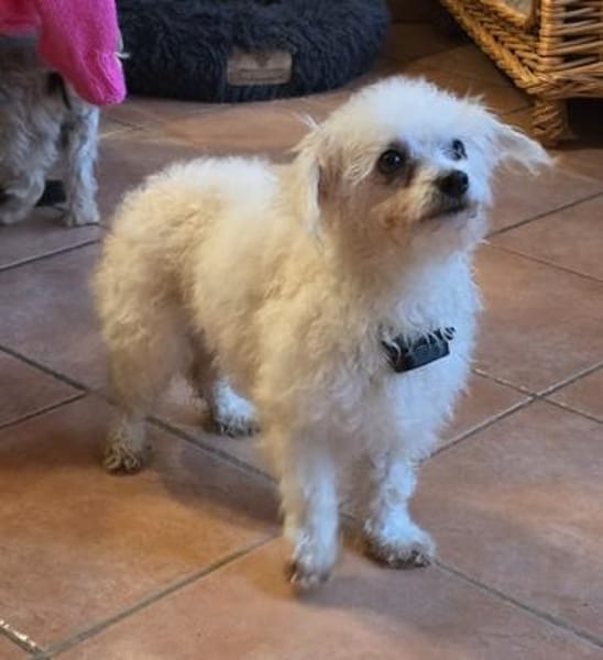 Mira in 63654 Büdingen