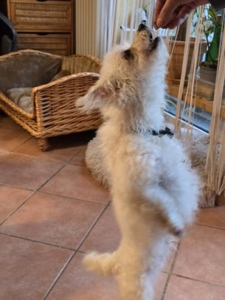 Mira in 63654 Büdingen