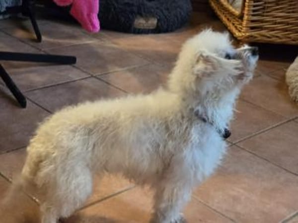 Mira in 63654 Büdingen