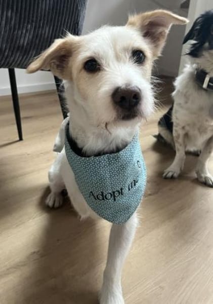 Frex, geb. ca. 07/2022,  52064 Aachen