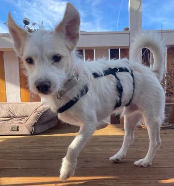 Frex, geb. ca. 07/2022,  52064 Aachen