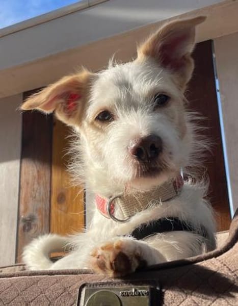 Frex, geb. ca. 07/2022,  52064 Aachen