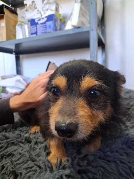 Gerry  kleiner Terrier mit großem Herz