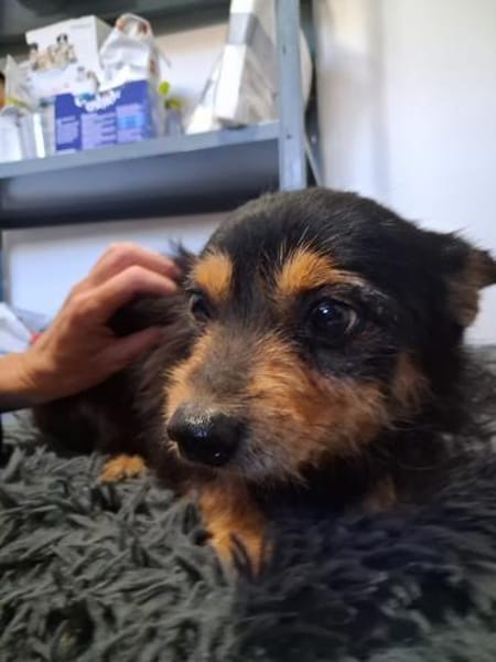 Gerry  kleiner Terrier mit großem Herz