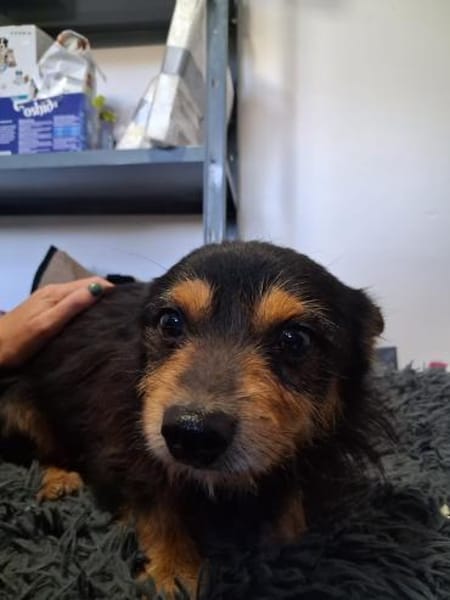 Gerry  kleiner Terrier mit großem Herz