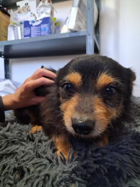 Gerry  kleiner Terrier mit großem Herz