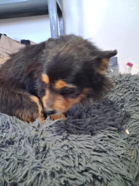 Gerry  kleiner Terrier mit großem Herz