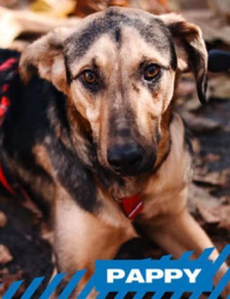 Pappy - sehr lieb, klug, etwas scheu