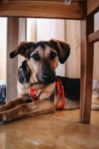 Pappy - sehr lieb, klug, etwas scheu