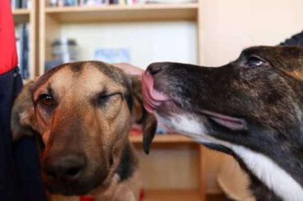 Pappy - sehr lieb, klug, etwas scheu