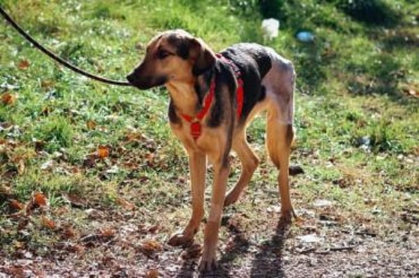 Pappy - sehr lieb, klug, etwas scheu