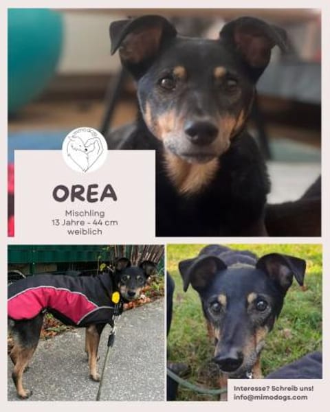 Orea: Liebevolle Hundedame