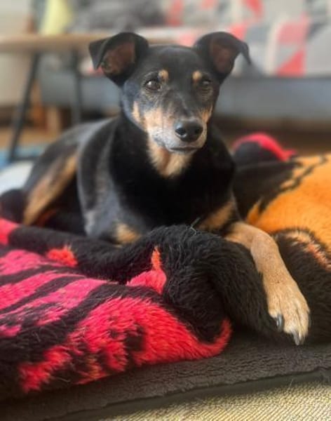 Orea: Liebevolle Hundedame