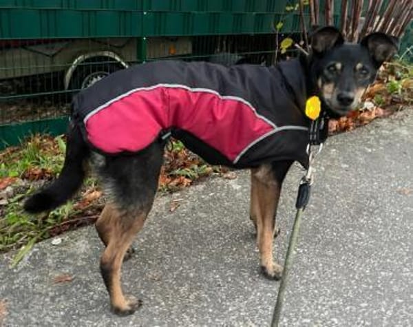 Orea: Liebevolle Hundedame