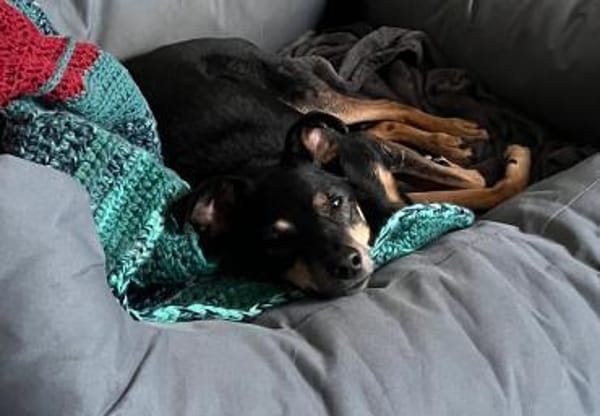 Orea: Liebevolle Hundedame