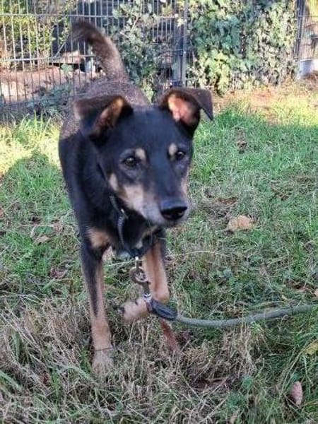 Orea: Liebevolle Hundedame