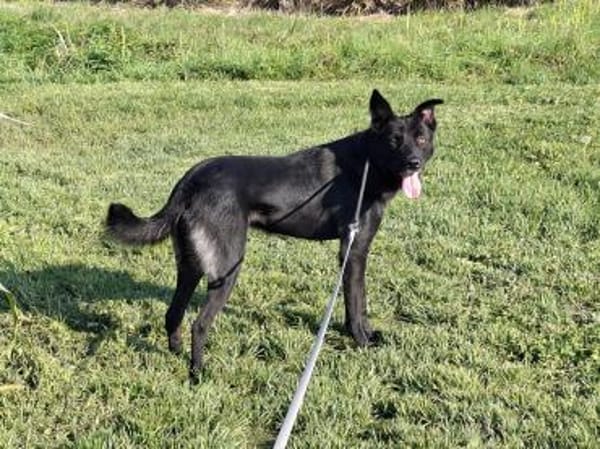 Rusty sucht seine Familie