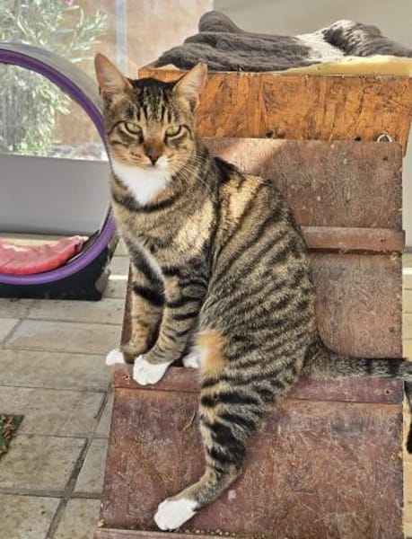 Amicus, der Kuschelprofi