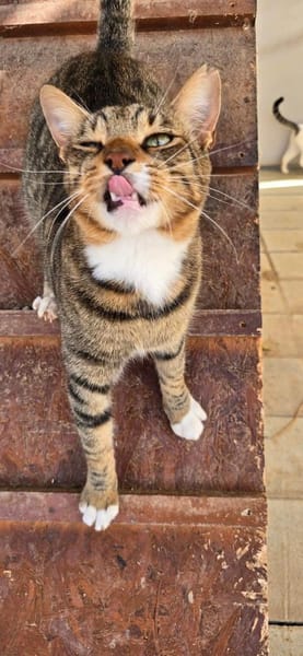 Amicus, der Kuschelprofi