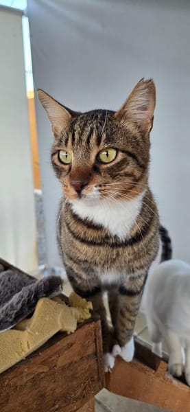 Amicus, der Kuschelprofi