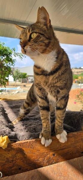 Amicus, der Kuschelprofi