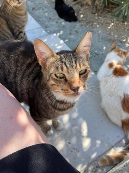 Amicus, der Kuschelprofi