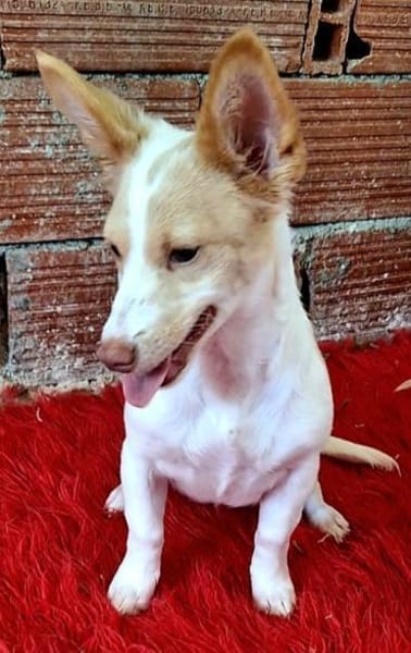 Eve - quirliges Hundemädel