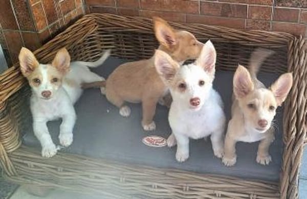 Eve - quirliges Hundemädel