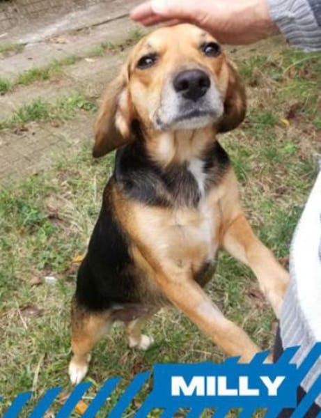 Milly - junges Mädchen mit Energie