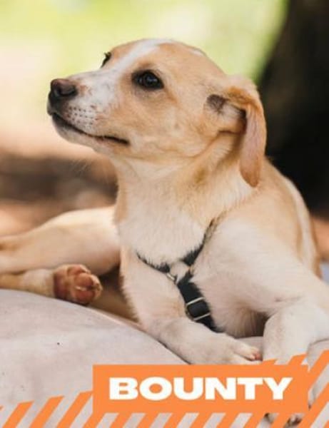 Bounty - fröhliche Zuckerschnute