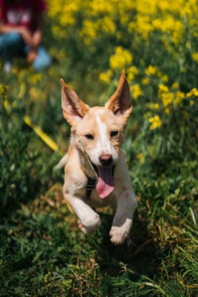 Bounty - fröhliche Zuckerschnute