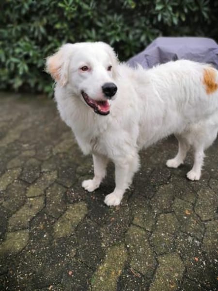 DALILA-Traumhund auf PS in Niedersachsen