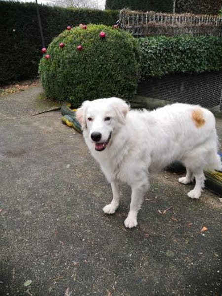 DALILA-Traumhund auf PS in Niedersachsen