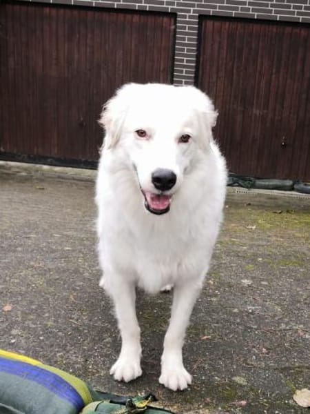 DALILA-Traumhund auf PS in Niedersachsen