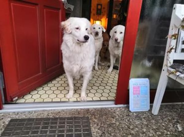 DALILA-Traumhund auf PS in Niedersachsen