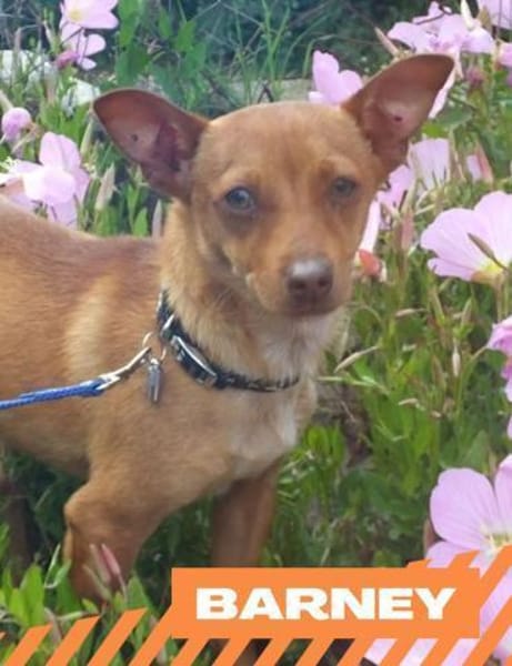 Barney - pfiffige Knutschkugel