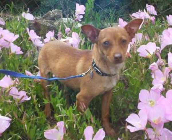 Barney - pfiffige Knutschkugel