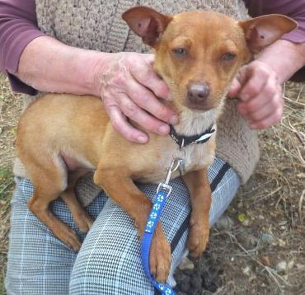 Barney - pfiffige Knutschkugel