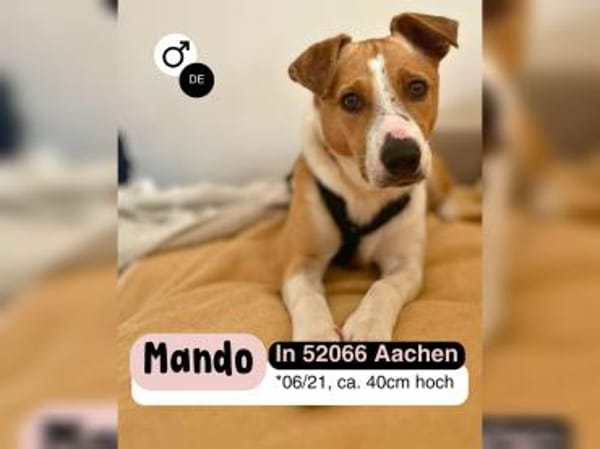 MANDO- kleiner Hund, großes Herz