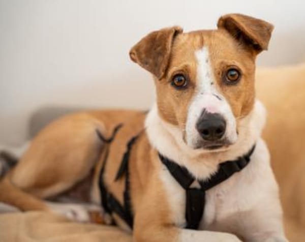 MANDO- kleiner Hund, großes Herz