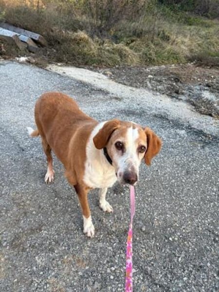 Zuhause gesucht für Kanelos