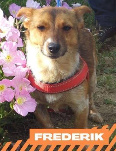 Frederik - aufgeweckte Knutschkugel