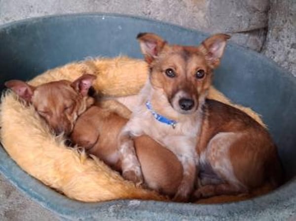 Frederik - aufgeweckte Knutschkugel