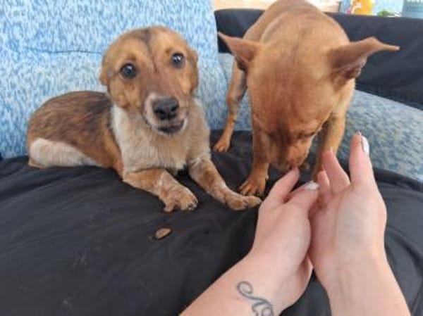 Frederik - aufgeweckte Knutschkugel