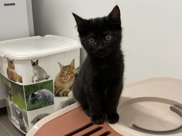 Bái (EN COURS D’ADOPTION)